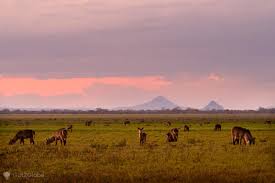 Gorongosa