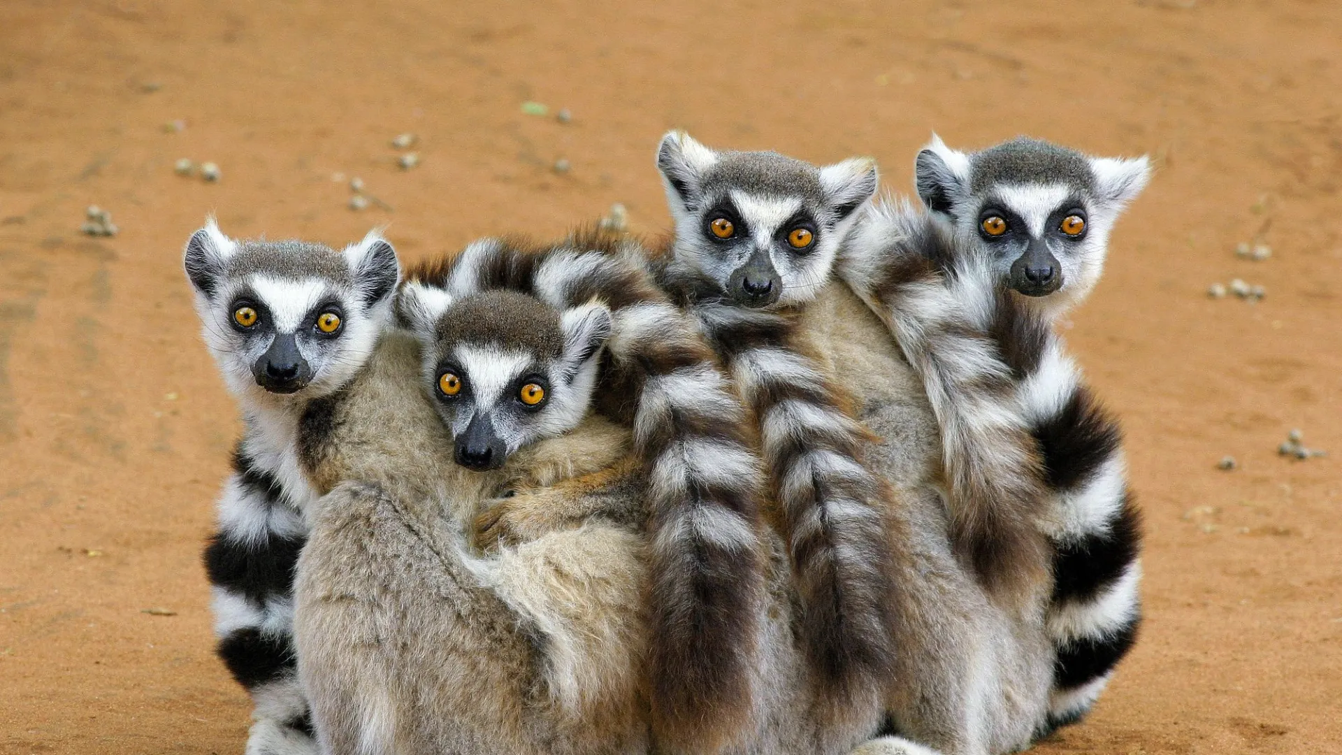 Lemuri