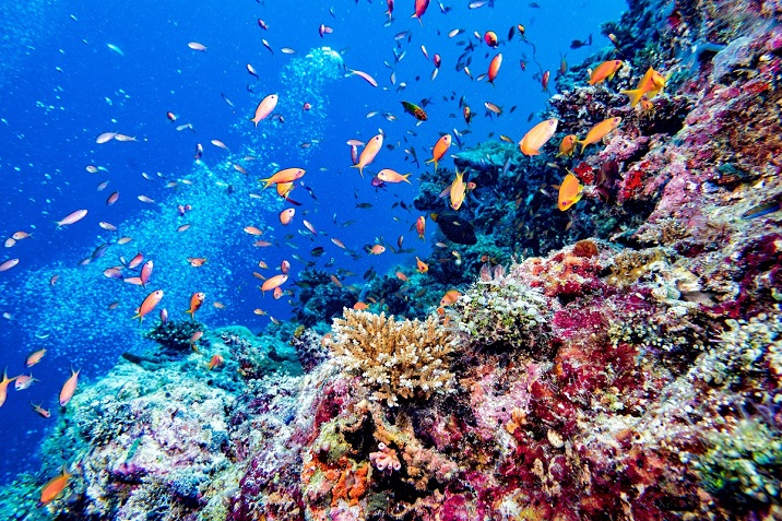 Maldive barriera corallina