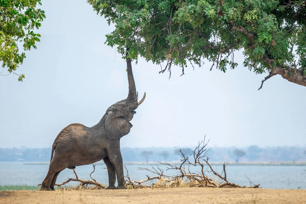 Mana Pools