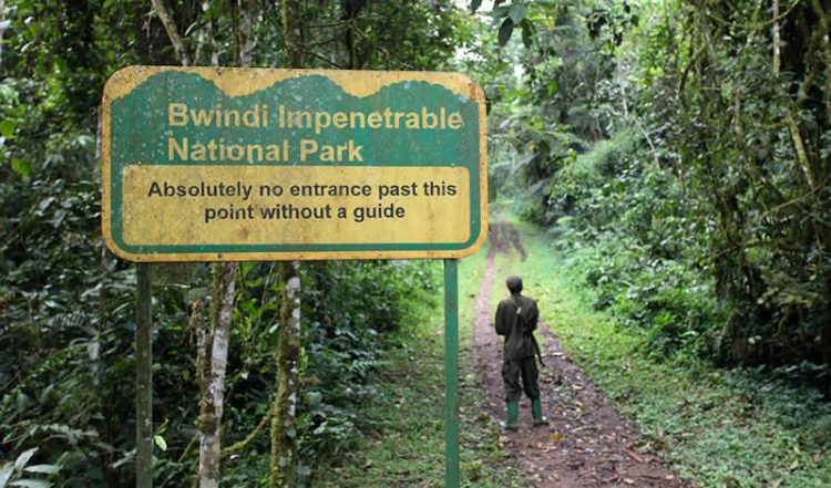 Parco Nazionale di Bwindi