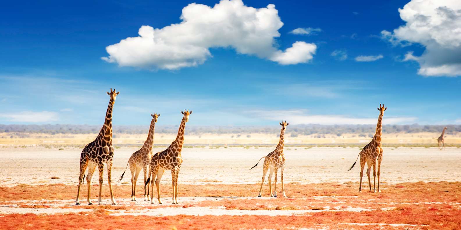 Parco Nazionale di Etosha