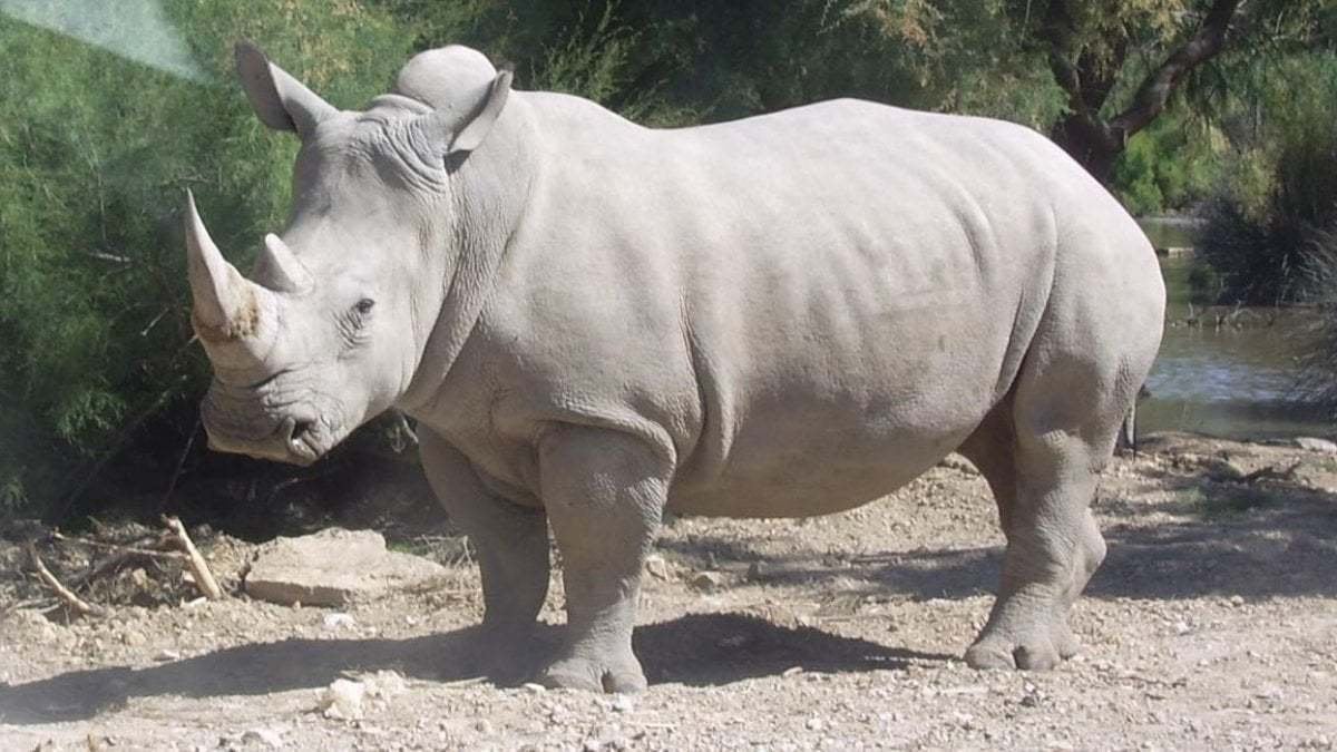 rinoceronte bianco