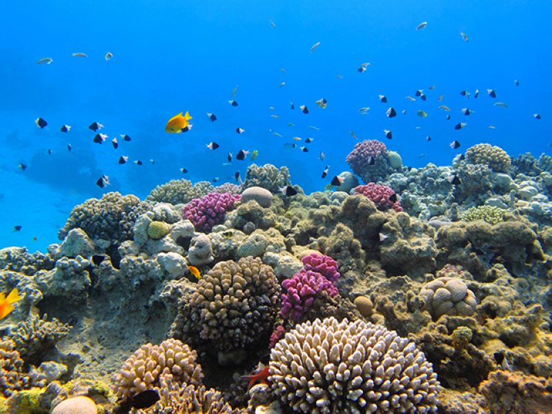 Seychelles barriera corallina